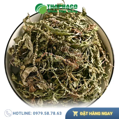 Trà mã đề sấy khô - Thức uống thanh mát hỗ trợ sức khỏe