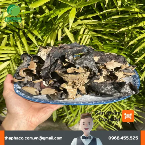 Nấm mèo mọc trên thân gỗ