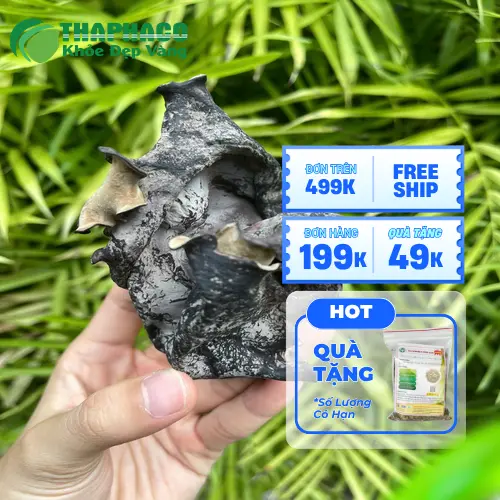 Lý do chọn THAPHACO làm đối tác mộc nhĩ khô