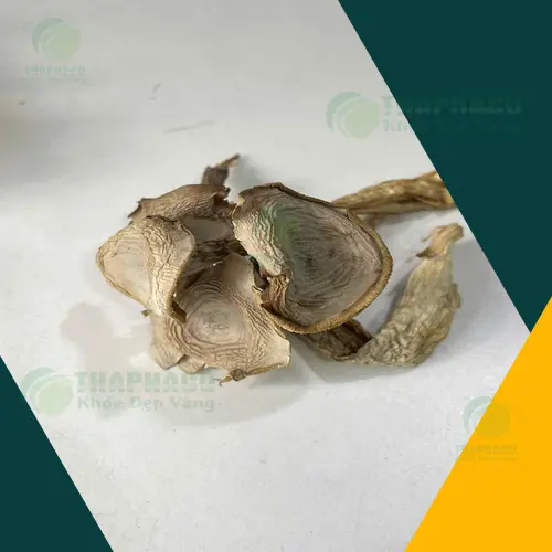 Quy trình chế biến nấm lộc nhung khô tại THAPHACO