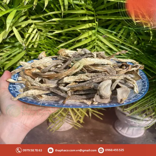 Công dụng hỗ trợ sức khỏe của nấm lộc nhung