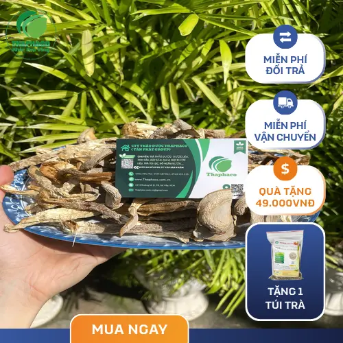 Quy trình kiểm định chất lượng nấm lộc nhung tại THAPHACO