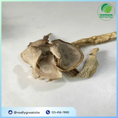 Công dụng hỗ trợ sức khỏe của Nấm Lộc Nhung