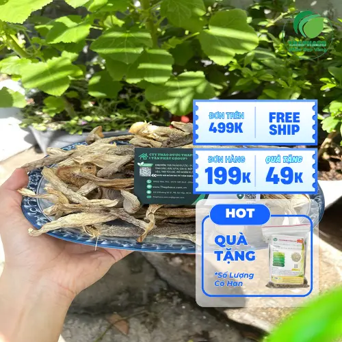 Cách bảo quản nấm lộc nhung khô để tránh ẩm mốc