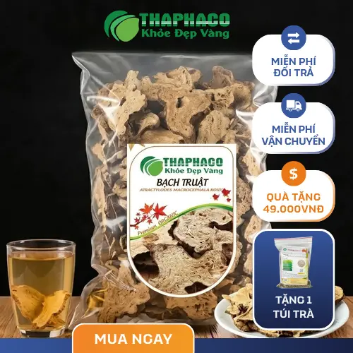 Bạch Truật khô - Một trong những dược liệu quý của Y học cổ truyền