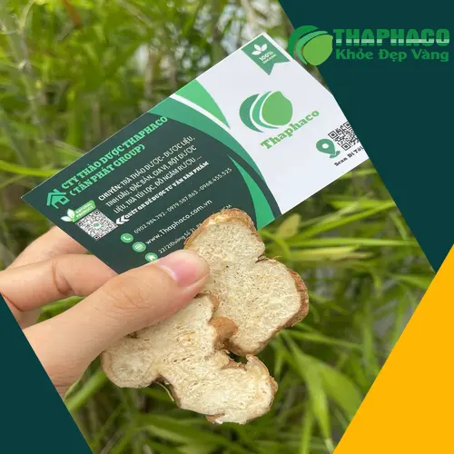 Bạch Truật hỗ trợ kiện tỳ và tăng cường tiêu hóa