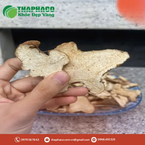 Các lát cắt của Bạch Truật cho thấy vân chấm dầu đặc trưng