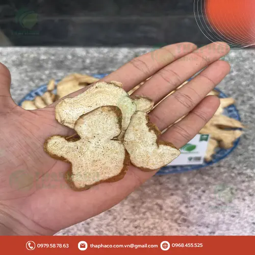 Cách phân biệt Bạch Truật và Thương Truật