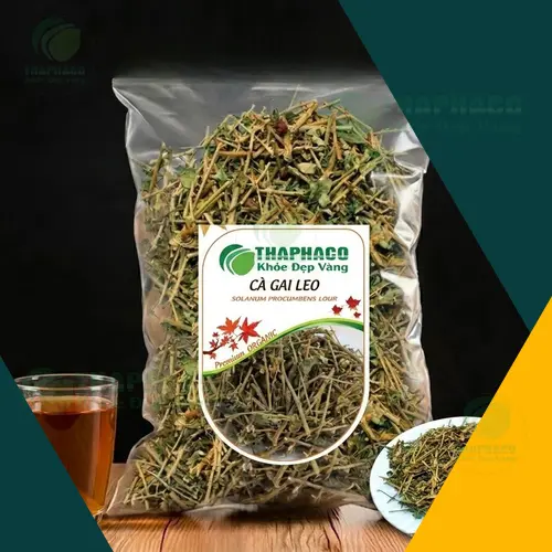 Hình ảnh cây cà gai leo tươi xanh
