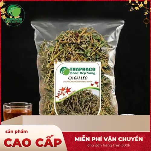 Hình ảnh cây Cà Gai Leo tươi