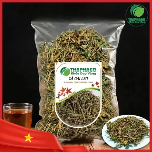 Cà gai leo sấy khô chất lượng cao