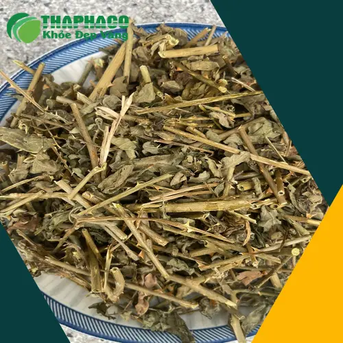 Hình ảnh cây cà gai leo khô tự nhiên
