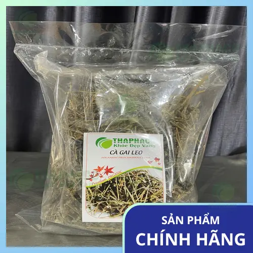 Hình ảnh cây cà gai leo tươi nguyên bản
