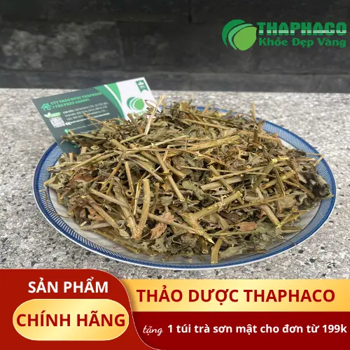 Quả cà gai leo chín mọng trên cành