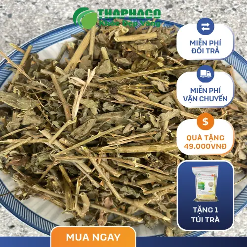 Quy trình sản xuất Cà Gai Leo Sấy Khô tại THAPHACO