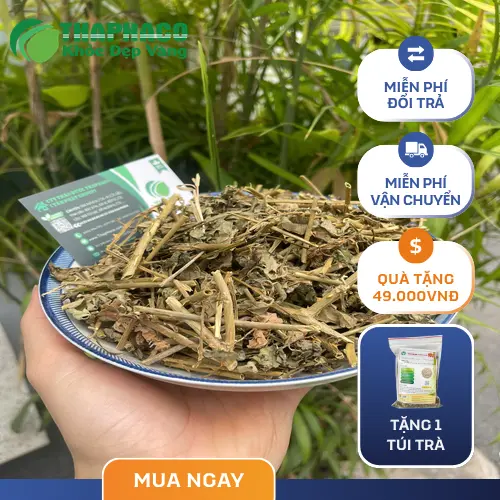 Đặc điểm thân và lá cây Cà Gai Leo