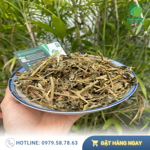 Công dụng của cà gai leo hỗ trợ chức năng gan.