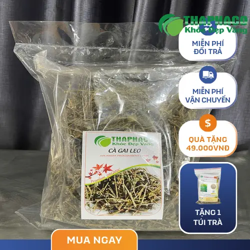 Quy trình sấy khô cà gai leo tại THAPHACO