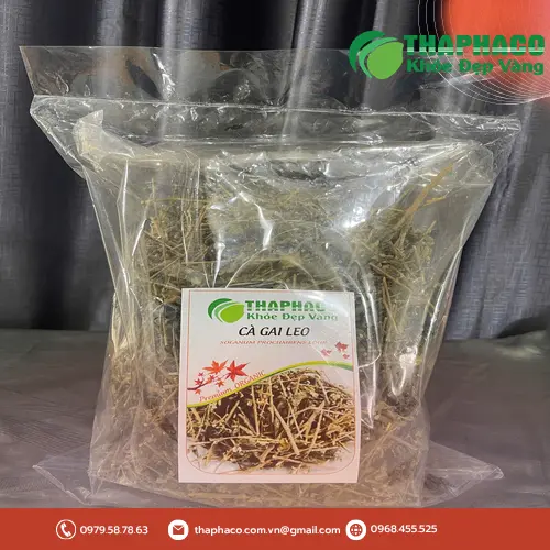 Cách dùng Cà Gai Leo Sấy Khô THAPHACO