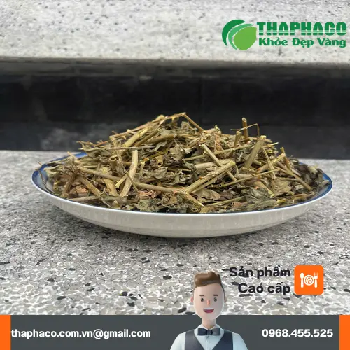 Hướng dẫn cách dùng cà gai leo hiệu quả.