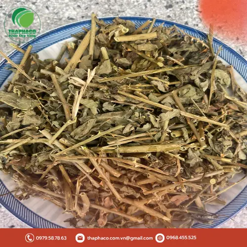 Cách dùng cà gai leo sấy khô đúng cách