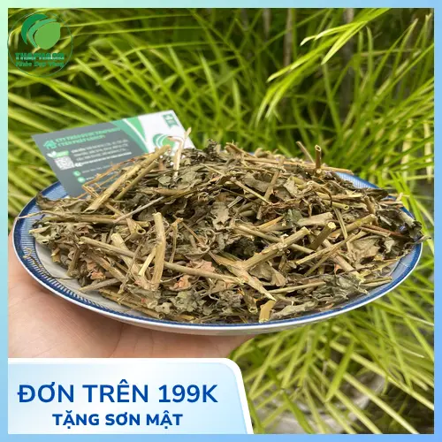 Lưu ý khi sử dụng cà gai leo cho người men gan cao