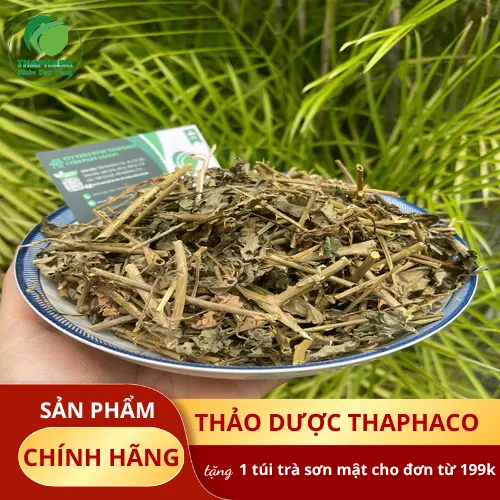 So sánh cà gai leo khô và cà gai leo tươi