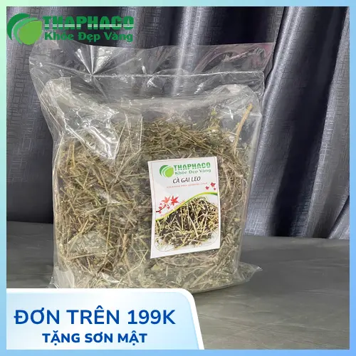 Lưu ý khi dùng cà gai leo