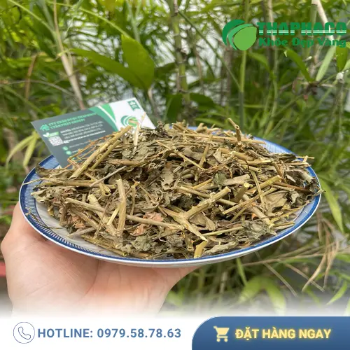 Cà Gai Leo sấy khô tại THAPHACO