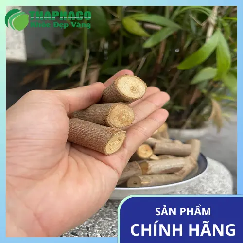 Lá An Xoa với hình dáng và gân lá rõ rệt