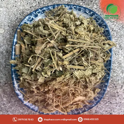 Không nên coi cây cối xay là thần dược thay thế thuốc chữa bệnh