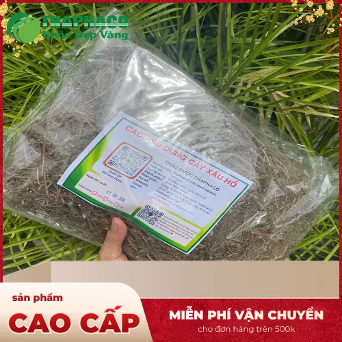 Thận trọng khi sử dụng cây xấu hổ khô hằng ngày để tránh rủi ro tiềm ẩn