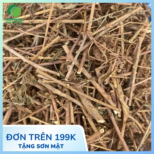Uống nước cây xấu hổ có thể gây buồn ngủ