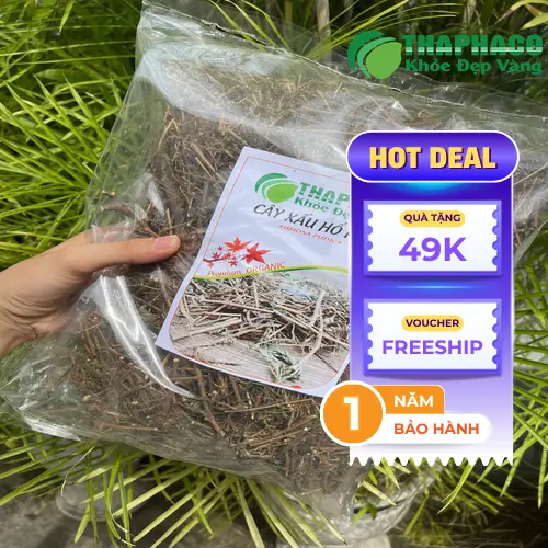 Cây xấu hổ được dùng trong dân gian để hỗ trợ sức khỏe