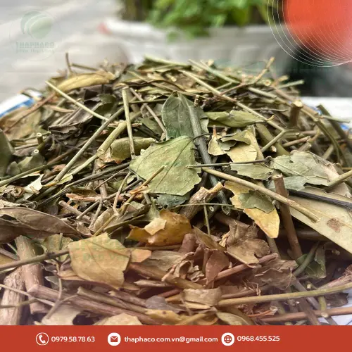 Lá chè vằng khô đã được sơ chế sạch sẽ