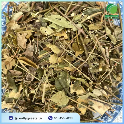 quy trình sấy khô chè vằng tại THAPHACO