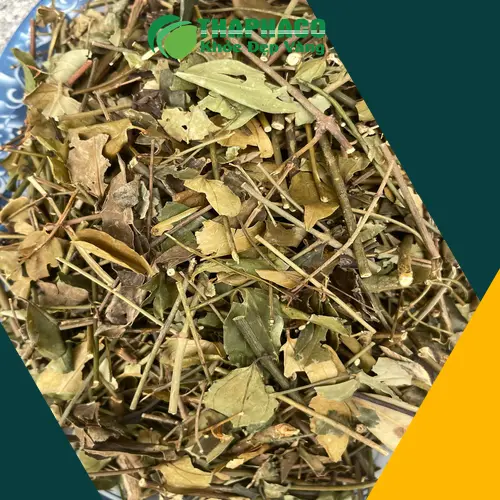 Phụ nữ sau sinh dùng chè vằng để hỗ trợ lợi sữa