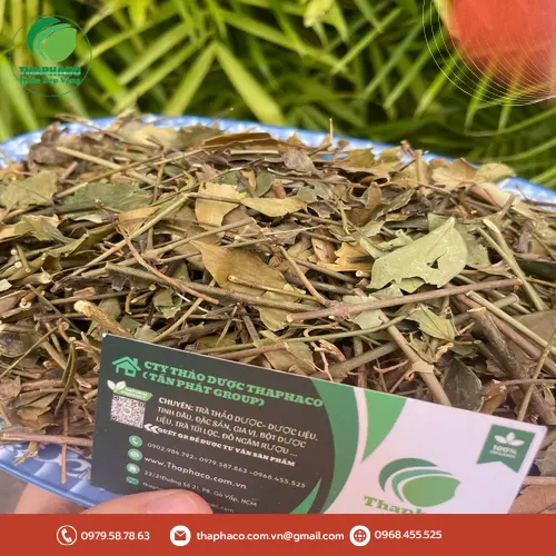 cách dùng chè vằng khô đúng cách