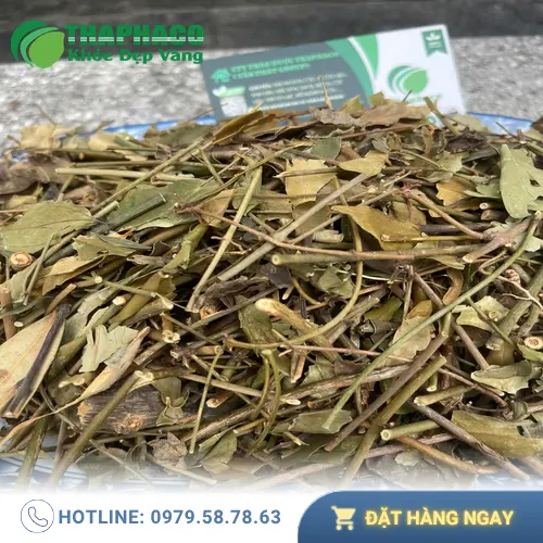 Kho chứa chè vằng khô số lượng lớn của THAPHACO