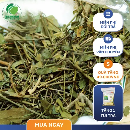 Cách pha chè vằng sấy khô THAPHACO