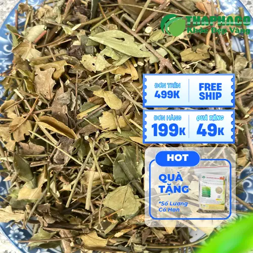 Địa chỉ mua chè vằng THAPHACO tại TP.HCM