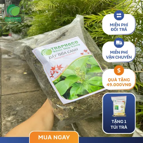 Công nghệ sấy hiện đại Dây Thìa Canh THAPHACO