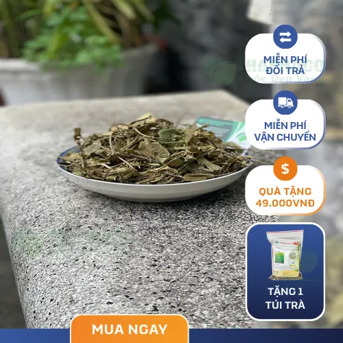 Pha trà Dây Thìa Canh
