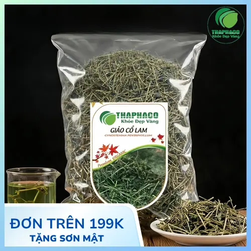 Giảo cổ lam - cây trường thọ với đặc điểm thân leo