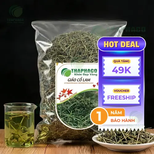 Cây Giảo Cổ Lam tươi