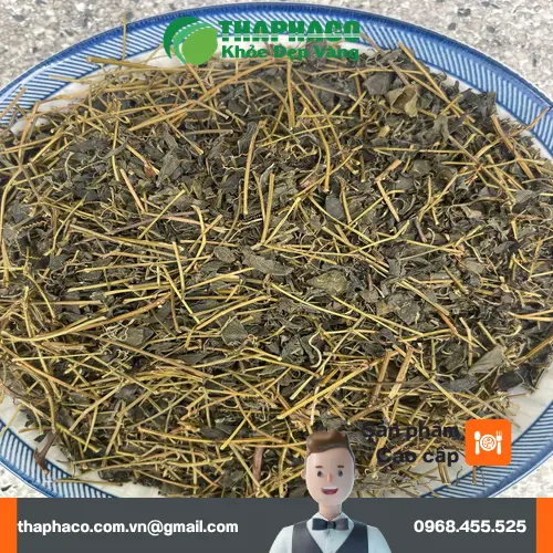 Giảo Cổ Lam THAPHACO được sấy khô bằng công nghệ hiện đại