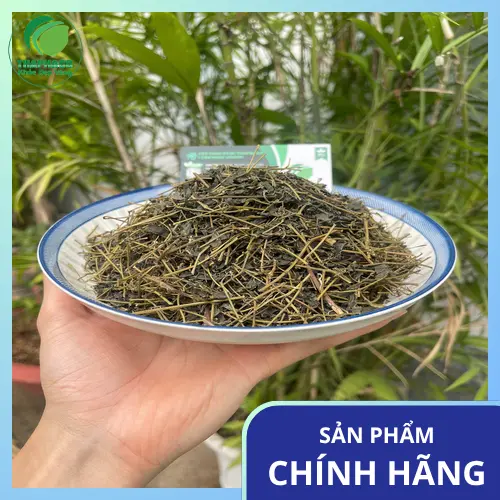 Uống trà giảo cổ lam mỗi ngày