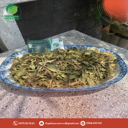 Lá Hoàn Ngọc Trắng tươi