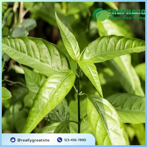 Pha trà Hoàn Ngọc khô đúng cách