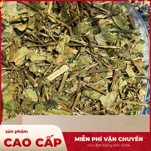 Cây Hoàn Ngọc Đỏ với thân và lá đỏ tía